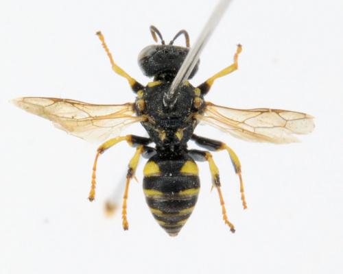 Oxybelus sp.